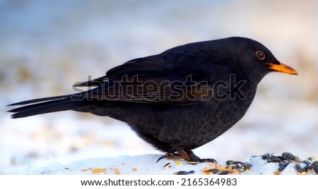 Similar – Foto Bild Amsel im Sonnenschein