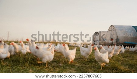 Similar – Image, Stock Photo Poultry at chicken farm