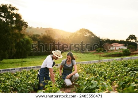 Similar – Image, Stock Photo A farmer with a mist sprayer sprays fungicide and pesticide on potato bushes. Protection of cultivated plants from insects and fungal infections. Effective crop protection, environmental impact.