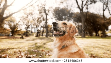 Similar – Image, Stock Photo Calm dog on green grass in countryside