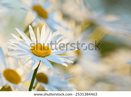 Similar – Image, Stock Photo daisy Nature Plant Blossom