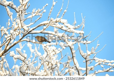 Similar – Foto Bild Amsel im Sonnenschein