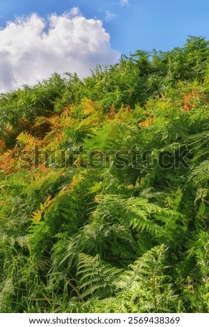 Similar – Image, Stock Photo wild fern Harmonious Calm