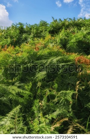 Similar – Image, Stock Photo wild fern Harmonious Calm