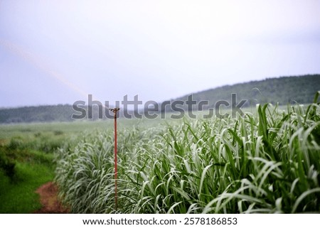 Similar – Image, Stock Photo Crop traveler in woods during vacation