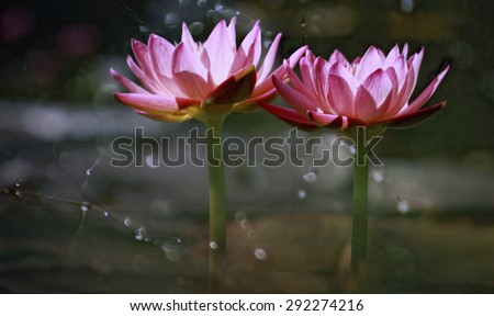 TWIN FLOWER, Thus this flower is called, many color variants, live in water and bloom only during the day when the sun shines