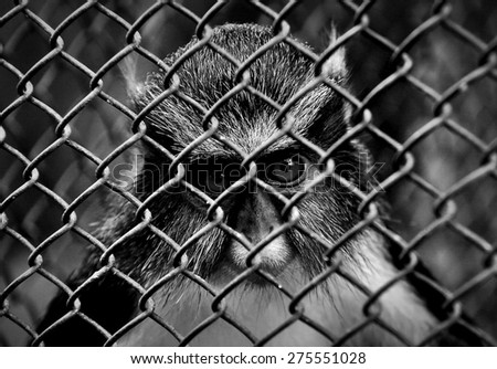 I WANT TO BE FREE, I was in a zoo and find a monkey that looks sad, I approached and photographed from behind bars, as he said, wants to be free.