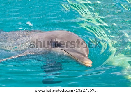 Dolphin swims closer to wink and smile
