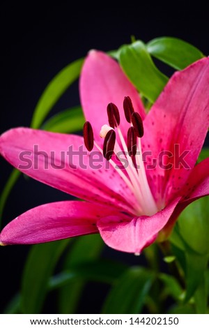 Blooming pink Asiatic Lily with green leaves on black background