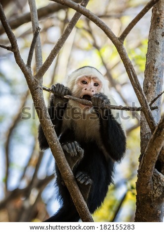 Cute white-faced monkey, or Capuchin, in the wild in Guanacaste, Costa Rica