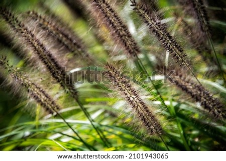 Brown Ornamentat Grass with dark green spike leaves Imagine de stoc © 