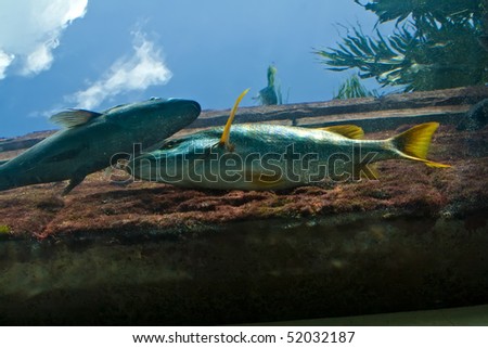 Underwater View of Colorful Fish with Sky in Background