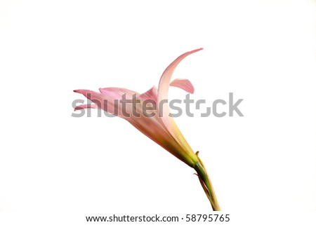 Pink Rain Lily on White Background