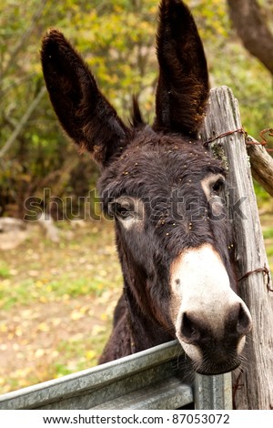 An alert and curious black burro behind fenced pasture