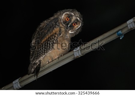 Eared owl (Asio Otus) photographed at night with the use of flash