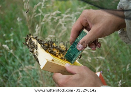 Bees and queen bee on honeycomb with capped brood