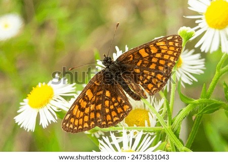 Similar – Foto Bild Heideblüte mit einer versteckten Biene