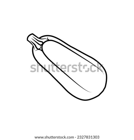 Squash vegetable marrow isolated zucchini sketch. Vector of line drawing of vegetable. Vegetable marrow and zucchini. Vector illustration. Isolated hand drawing for design, decor and decoration