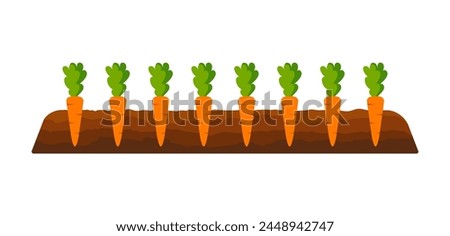 Bed of carrots for the vegetable garden. Vector illustration of gardener's work. Banner of kitchen garden. Garden bed with vegetables. Carrots in the garden bed. Illustration showing how carrots grow