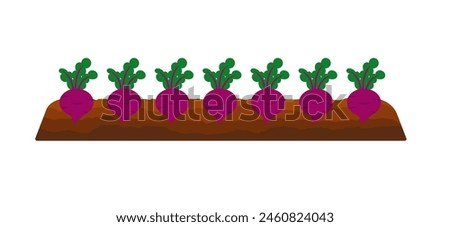 Vegetables growing in ground. Beets in bed underground. Collecting vegetables, picking beet harvest, beetroots. Cultivating food crops, plants. Flat vector illustration isolated on white background