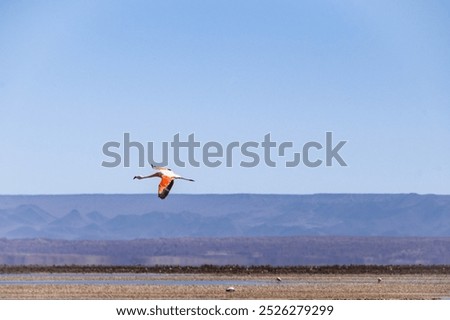 Foto Bild Flamingos überfliegen den Salar de Atacama