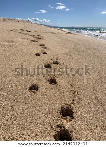 Dog footprints in the sand on sandy beach 商業照片 © 