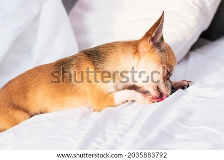Chihuahua lies relaxed on the bed. A beautiful cute dog is lying and grooming itself on white pastel linen. Stock foto © 