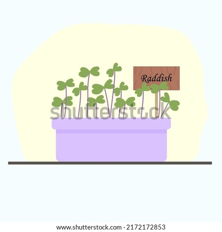 reddis microgreens in a clay pot, grown at home. Vector illustration with home useful plants, vegetable garden on the windowsill