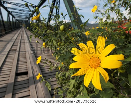 Yellow Cosmos Flowers at Historical Bridge\
Pai has a long history as people lived here for a thousand year. A Historical Bridge was built by the Japanese army during the WW II, Thailand