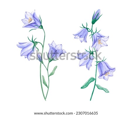 Similar – Foto Bild Blaue Glockenblume am Wegrand mit unscharfen Steinen im Hintergrund