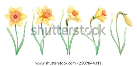 Similar – Image, Stock Photo blooming yellow daffodil bud on a blue background, spring flower