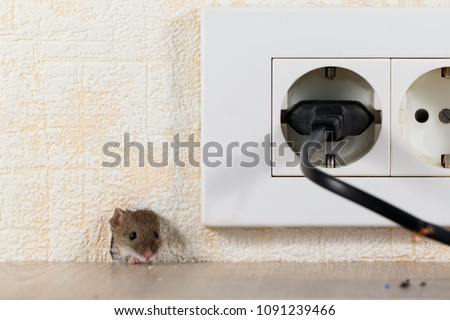 closeup mouse (Mus musculus)  peeps out of a hole in the wall with electric outlet. Mice control concept. Extermination. Zdjęcia stock © 