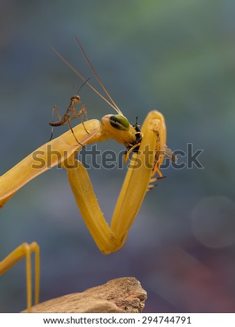 young mantis sitting on adult mantis and  watching for adult praying mantis  which eats a wasp