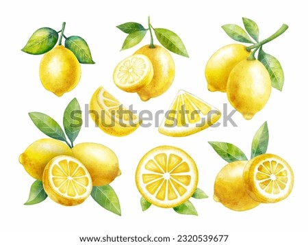 Set of watercolor style lemon fruit on white background vector, every piece can separate each one
