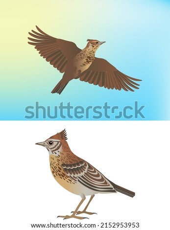 character for animation feathered lark songbird flies sits on spring seasons biology fauna ecology geography nature