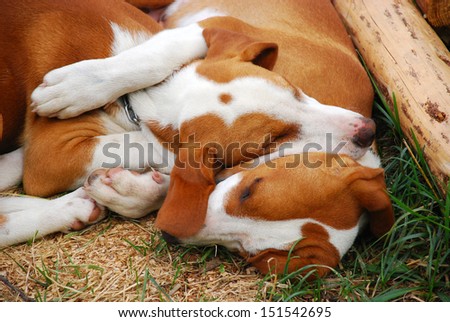 two dogs hugging