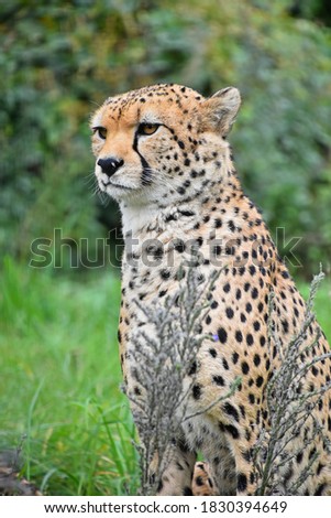 Close up front portrait of cheetah (Acinonyx jubatus) looking at camera over green background, low angle view Foto d'archivio © 