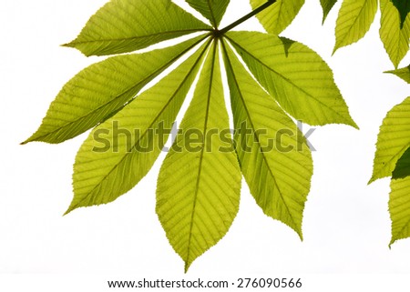 Translucent horse chestnut textured green leaves in back lighting on white sky background (full leaf)