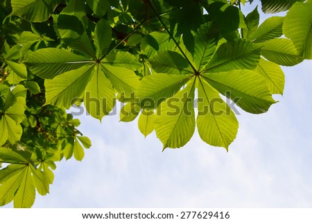 Translucent and green horse chestnut leaves in back lighting on blue sky background (different take)