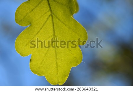 Shiny vivid translucent oak tree leaf on bright blue sky background with blurred branches