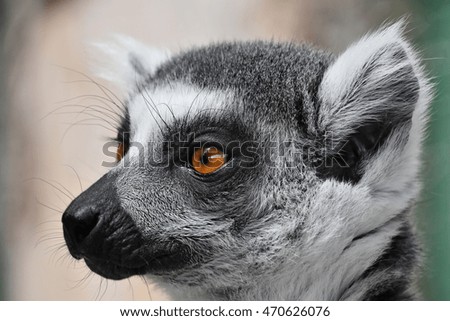 close up portrait of