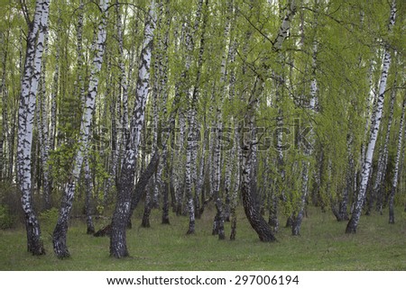 White birch trees in a forest in spring