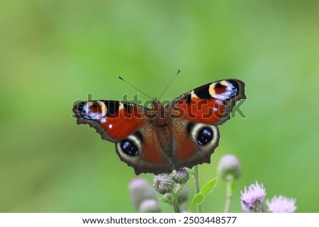 Similar – Foto Bild Tagpfauenauge auf Schmetterlingsflieder