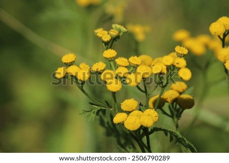Similar – Image, Stock Photo Flowering field with tansy and various flowering plants as an insect paradise, in the background an old building and trees