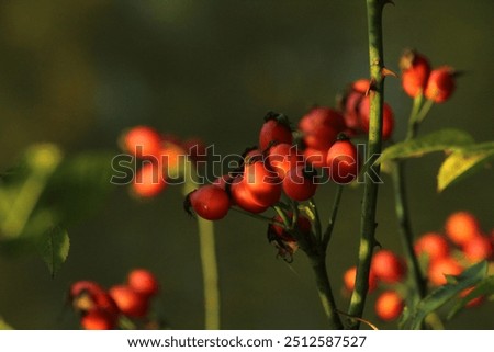 Image, Stock Photo These are rosehips