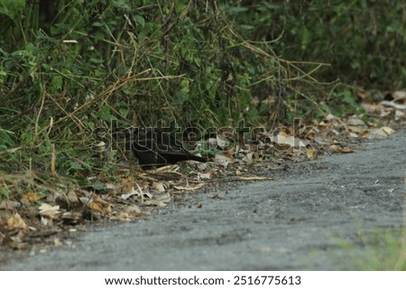 Similar – Foto Bild Junge Amsel sitzt auf Leiter und wird von Mutter mit Insekten gefüttert