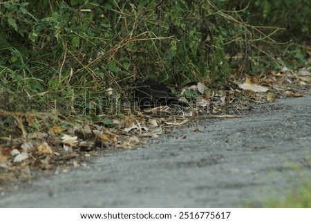 Foto Bild Junge Amsel sitzt auf Leiter und wird von Mutter mit Insekten gefüttert