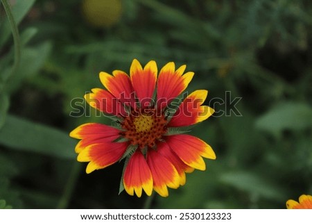 Similar – Image, Stock Photo Gaillardia is a genus of North American wildflowers in the sunflower family commonly known as blanketflowers (Cerman Kokardenblumen).  It  made its way to Europe and Australia. This is Gaillardia x grandiflora Burgunder