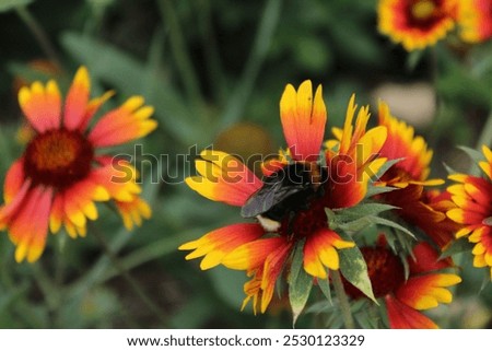 Similar – Image, Stock Photo Gaillardia is a genus of North American wildflowers in the sunflower family commonly known as blanketflowers (Cerman Kokardenblumen).  It  made its way to Europe and Australia. This is Gaillardia x grandiflora Burgunder