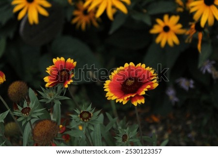 Similar – Image, Stock Photo Gaillardia is a genus of North American wildflowers in the sunflower family commonly known as blanketflowers (Cerman Kokardenblumen).  It  made its way to Europe and Australia. This is Gaillardia x grandiflora Burgunder